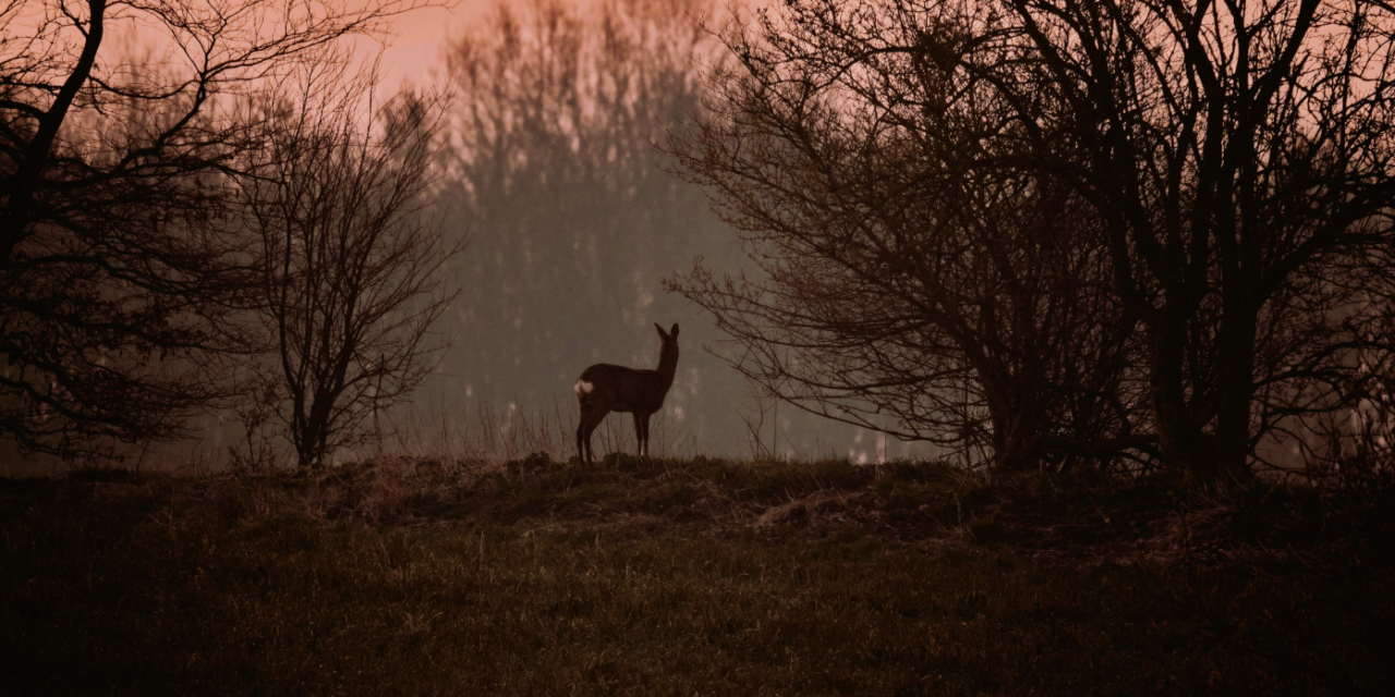 Le chat triste et la biche au chant d’espoir