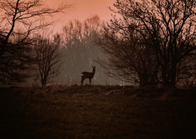 La biche de l'Aurore prés des bois