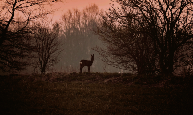 Le chat triste et la biche au chant d’espoir
